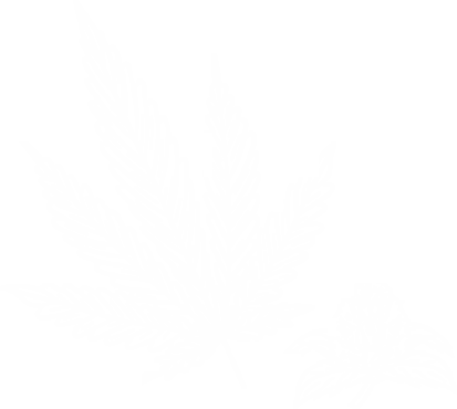 InSa