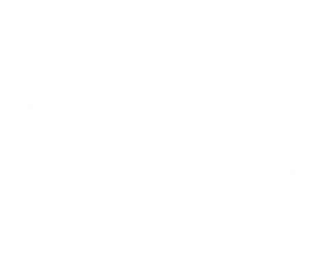 Indica-Cannaceae