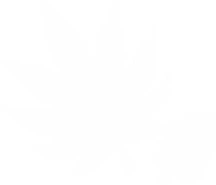 Sativa-Cannabaceae