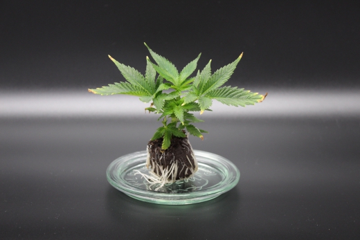 Indica<br>100