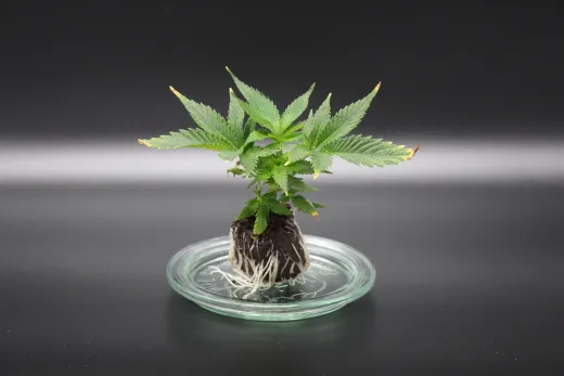 Indica100