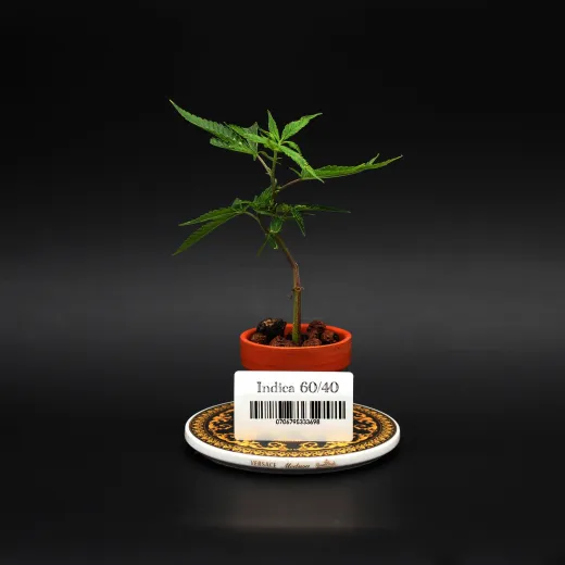 Indica60/40