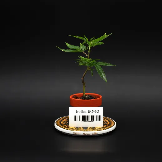 Indica60/40