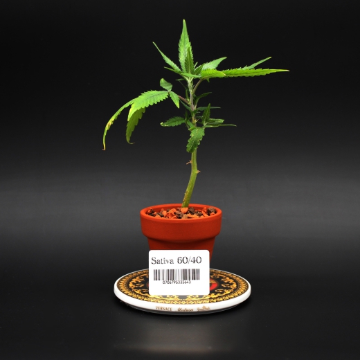 Sativa<br>60/40