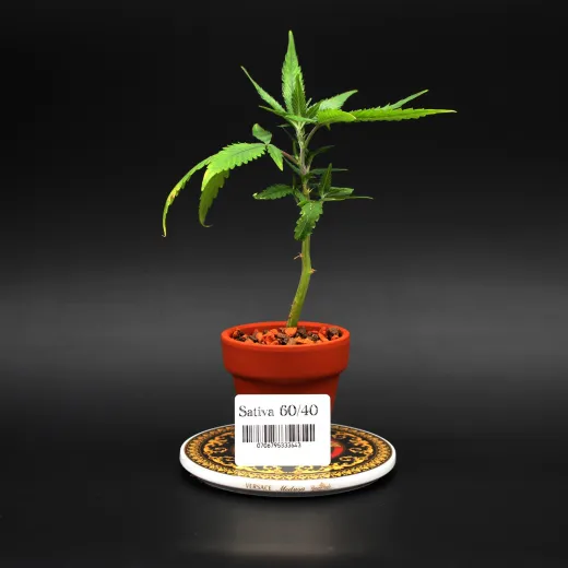 Sativa60/40