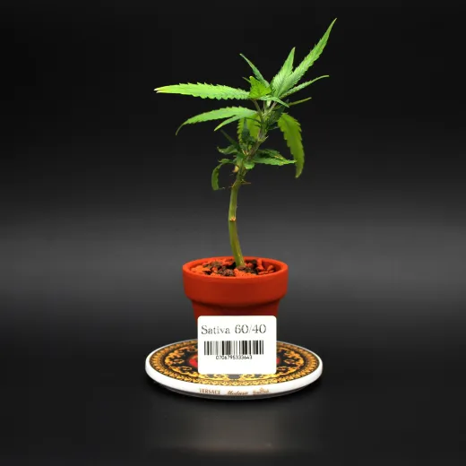 Sativa60/40