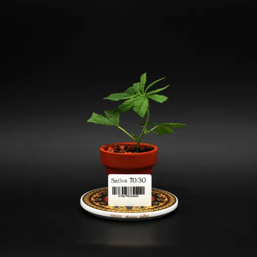 Sativa70/30