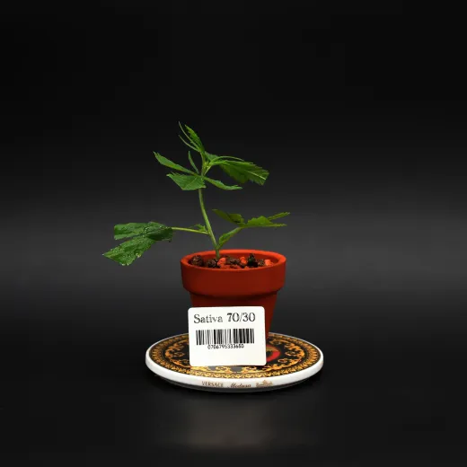 Sativa70/30