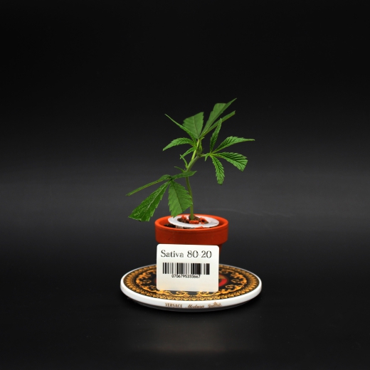 Sativa<br>80/20