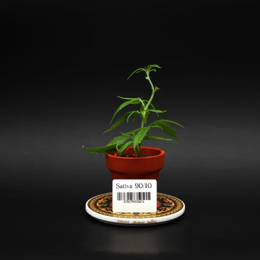 Sativa90/10