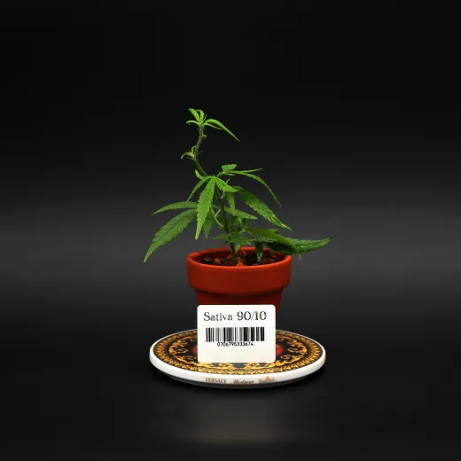 Sativa90/10