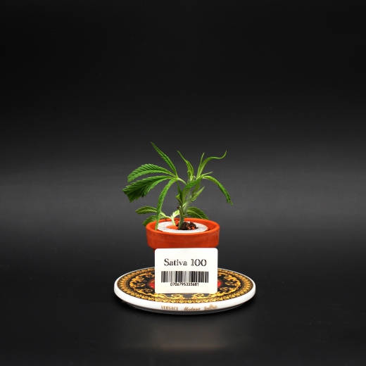 Sativa<br>100