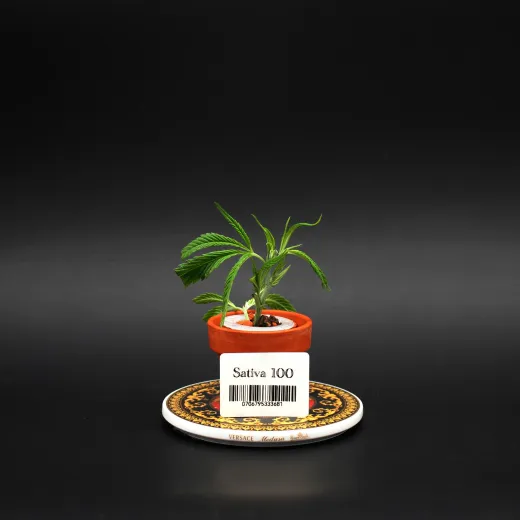 Sativa100