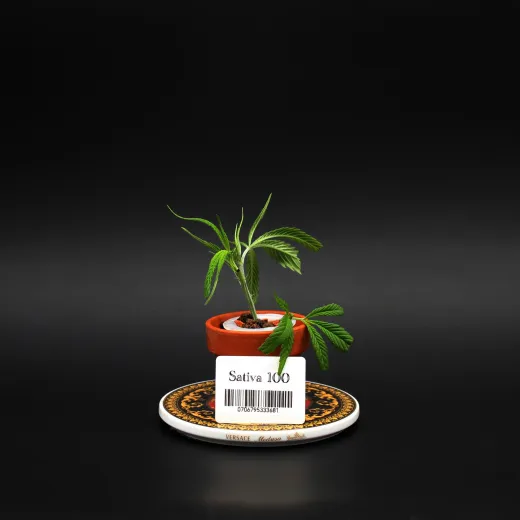 Sativa100