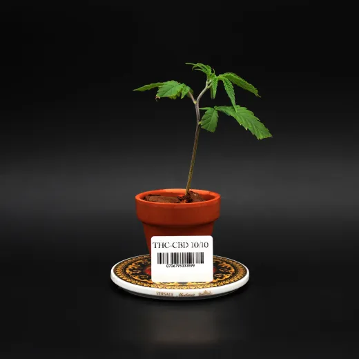 THC/CBD10/10