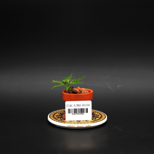 THC/CBD<br>07/07
