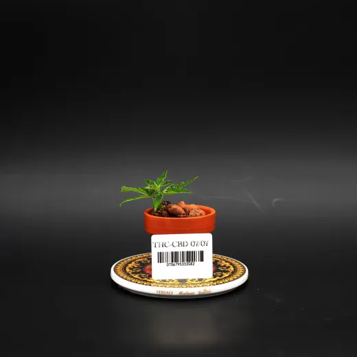 THC/CBD07/07