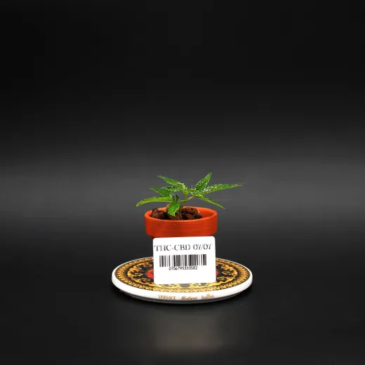 THC/CBD07/07