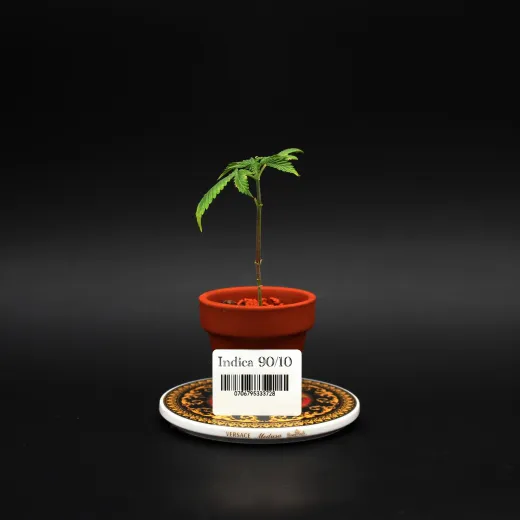 Indica90/10