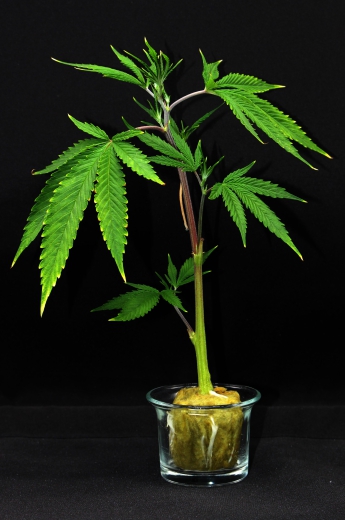 Indica<br>80/20