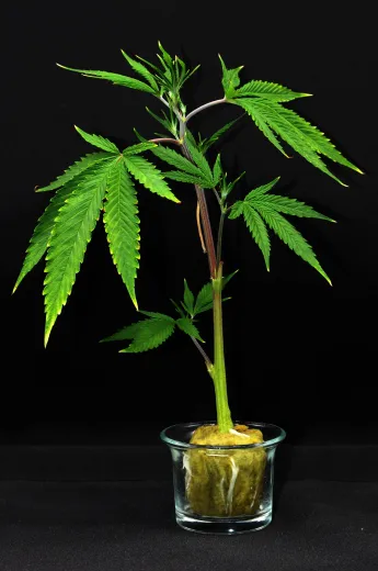 Indica80/20